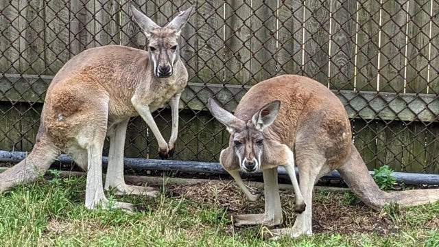 Racine Zoo welcomes red kangaroo sisters; made trip from South Carolina
