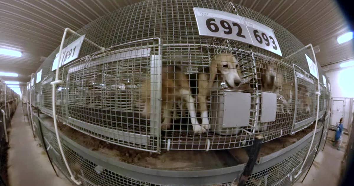 Wisconsin dog breeding farm faces scrutiny; activists push for action