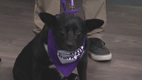 Central Bark hosting free movie nights with your pup