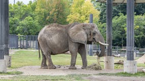 Milwaukee County Zoo euthanizes 43-year-old elephant Ruth after fall