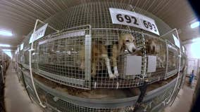 Wisconsin dog breeding farm faces scrutiny; activists push for action
