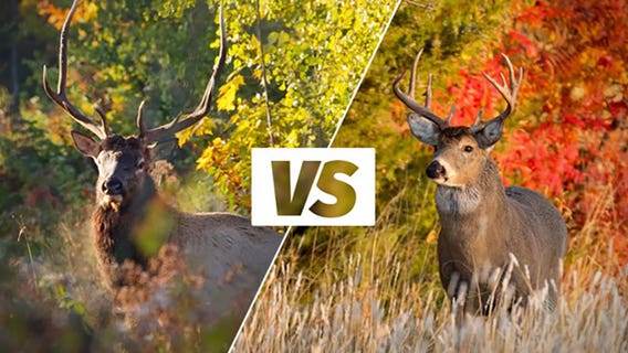 Elk, deer; hunters urged to know difference, Wisconsin DNR says