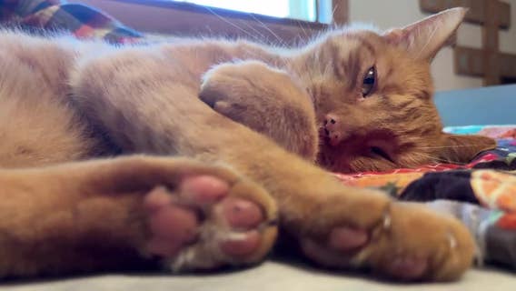 Mukwonago boy reunited with cat after 9 months thanks to microchip, ham