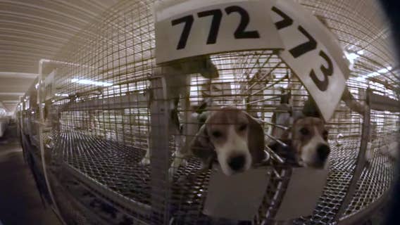 Wisconsin dog breeding farm faces violations, supervisors split on shutdown