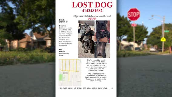 Milwaukee missing French bulldog; family says flyers led to scam calls