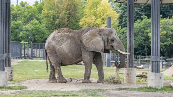 Milwaukee County Zoo euthanizes 43-year-old elephant Ruth after fall