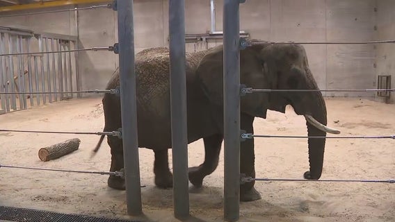 Milwaukee County Zoo elephant fell during 'aggressive' encounter