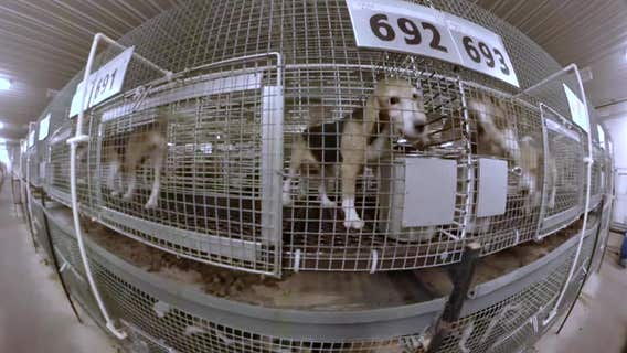 Wisconsin dog breeder to give up license to avoid criminal charges