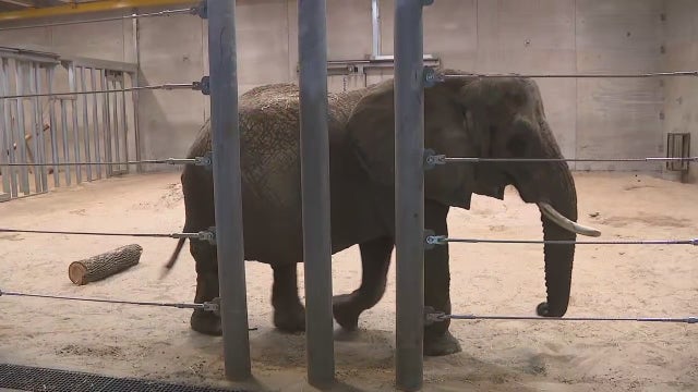 Milwaukee County Zoo elephant fell during 'aggressive' encounter