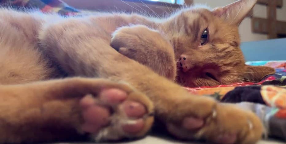 Mukwonago boy reunited with cat after 9 months thanks to microchip, ham