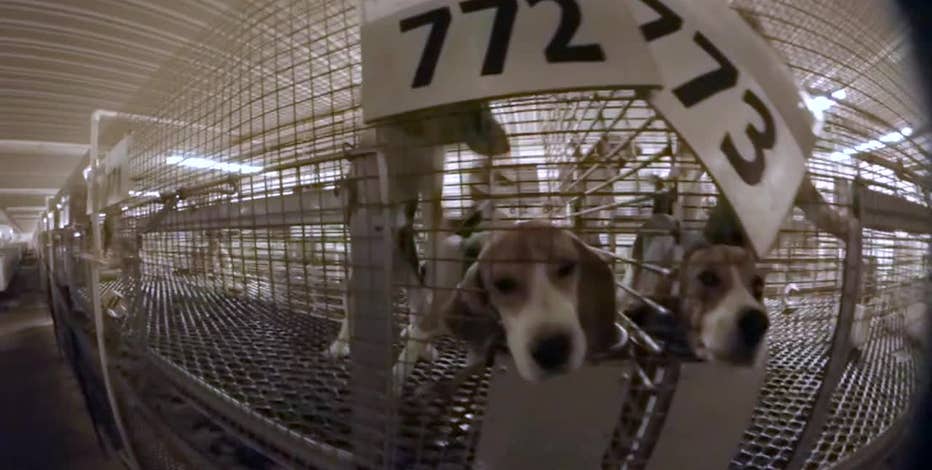 Wisconsin dog breeding farm faces violations, supervisors split on shutdown