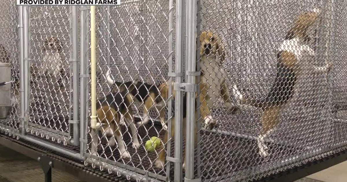Wisconsin dog breeding farm under scrutiny after 5-week-old puppy shipment