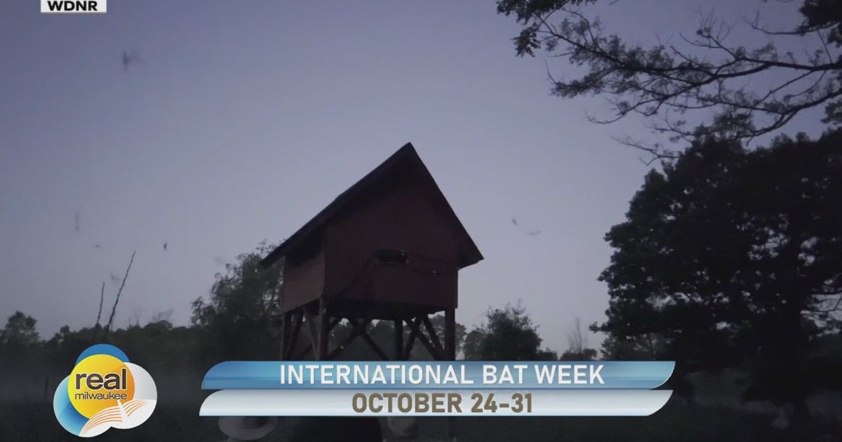 International Bat Week is Oct. 24-31; How you can help local bats ...