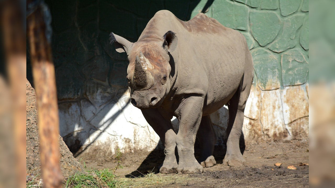 Racine Zoo rhino Kianga leaving for new home; when to say farewell