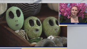 Spooky Frog Horrifying Book Fair in Brookfield Saturday