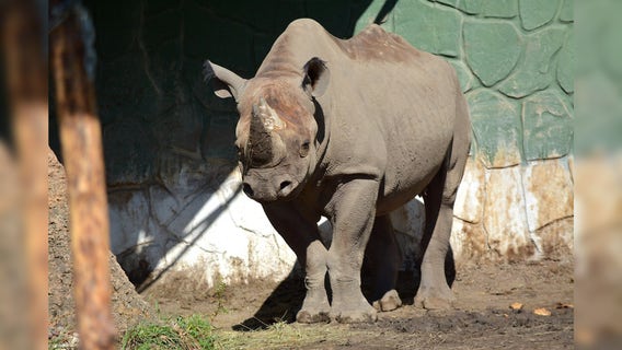 Racine Zoo rhino Kianga leaving for new home; when to say farewell