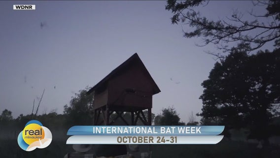 International Bat Week is Oct. 24-31; How you can help local bats