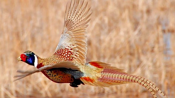 Wisconsin pheasant season opens Saturday; here's what to know