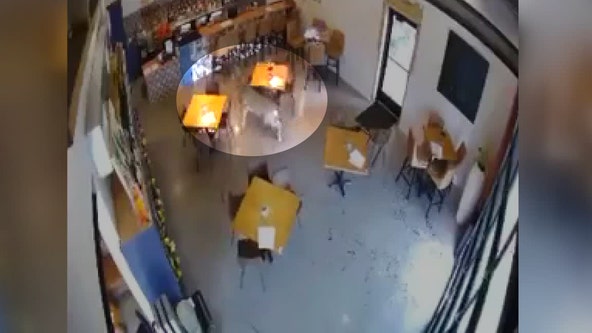 Deer smashes through window into Wisconsin wine bar