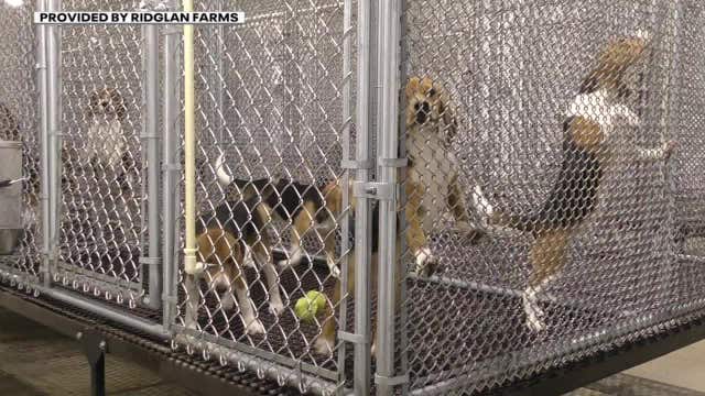 Wisconsin dog breeding farm under scrutiny after 5-week-old puppy shipment