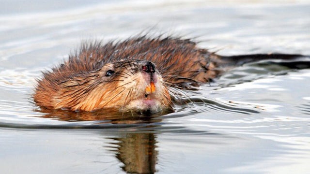 2025 trapping seasons in Wisconsin, what trappers need to know