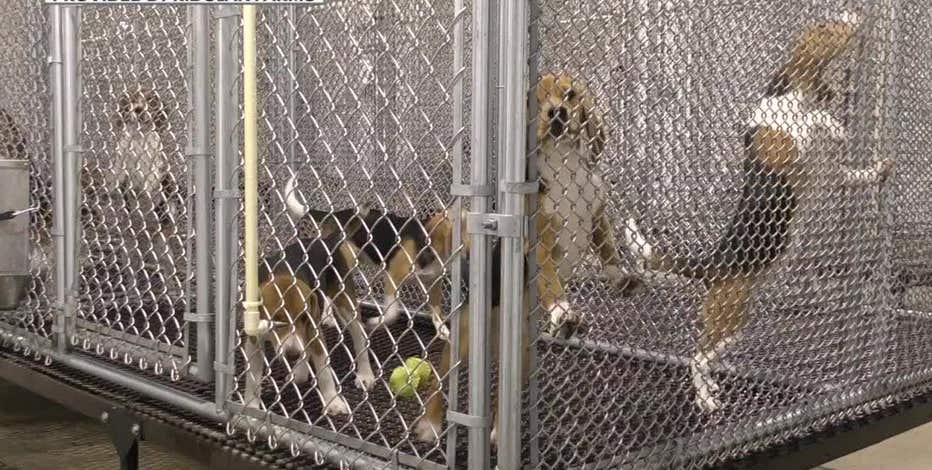 Wisconsin dog breeding farm under scrutiny after 5-week-old puppy shipment