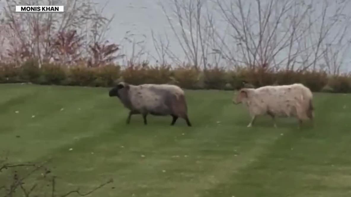 Mequon sheep on the loose; police, residents try to capture the animals