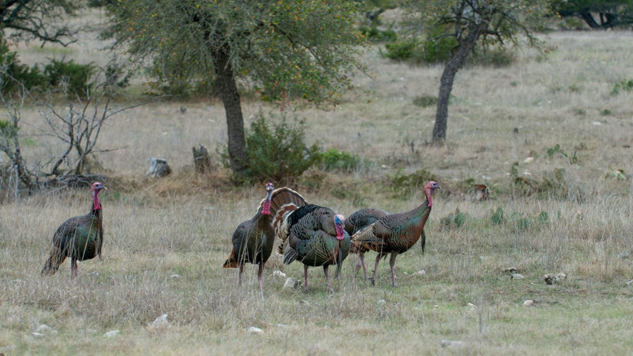 2026 Wisconsin bear, turkey hunt application deadline; what to know