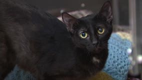 7 cats found dead in container; West Bend man arrested in animal cruelty case