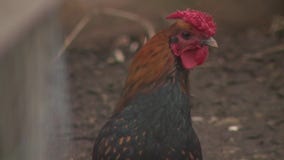 Pleasant Prairie backyard chickens issue, statewide controversy
