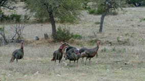 2026 Wisconsin bear, turkey hunt application deadline; what to know