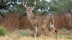 2025 Wisconsin gun deer hunt; 9-day season runs Nov. 22-30