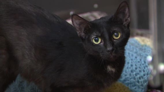 7 cats found dead in container; West Bend man arrested in animal cruelty case