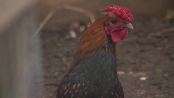 Pleasant Prairie backyard chickens issue, statewide controversy