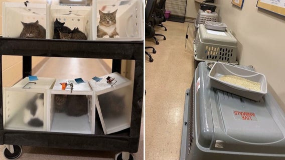 Wisconsin Humane Society overcrowding, foster parents needed