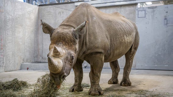 Milwaukee County Zoo welcomes 2 Eastern black rhinos