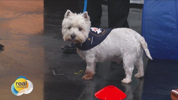 Fall Fest at K9 Resorts Luxury Pet Hotel