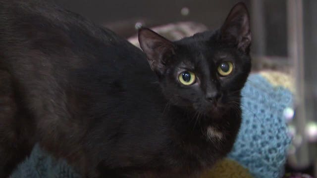 7 cats found dead in container; West Bend man arrested in animal cruelty case