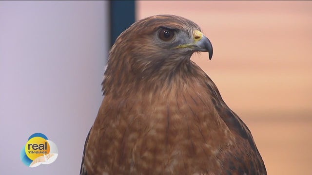 Xtreme Raptor Day; Saturday at Schlitz Audubon Nature Center