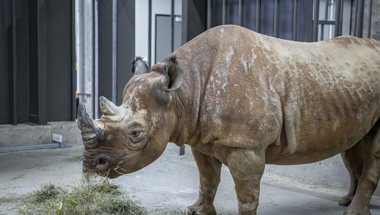 Milwaukee County Zoo welcomes 2 Eastern black rhinos | FOX6 Milwaukee