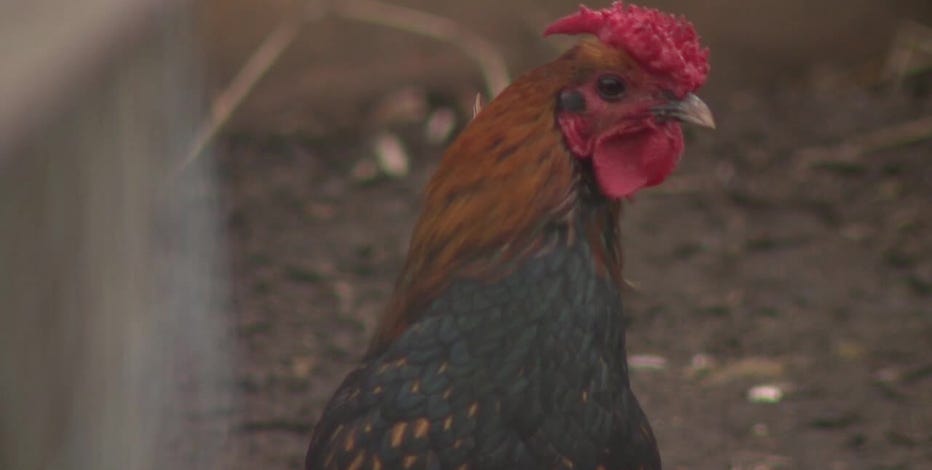 Pleasant Prairie backyard chickens issue, statewide controversy