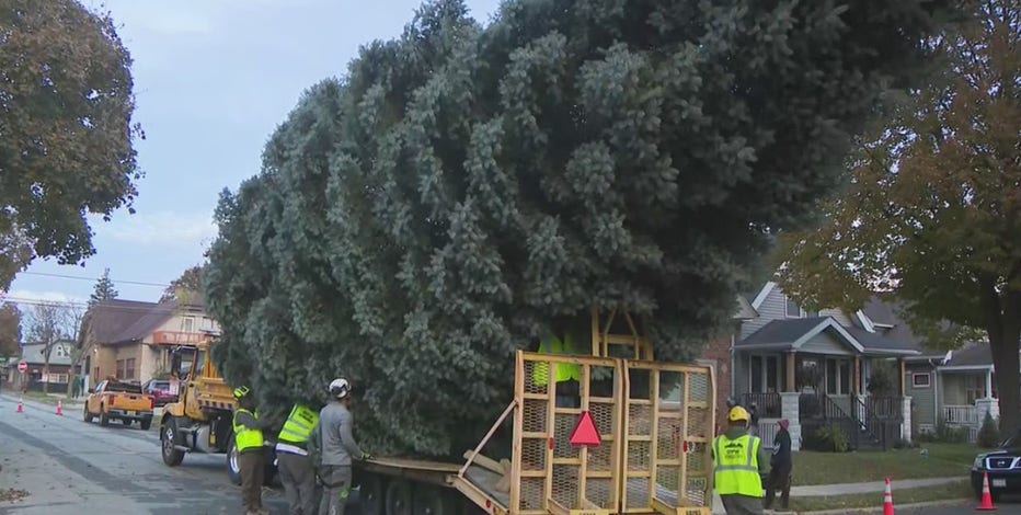 2025 City of Milwaukee Christmas tree harvested Wednesday