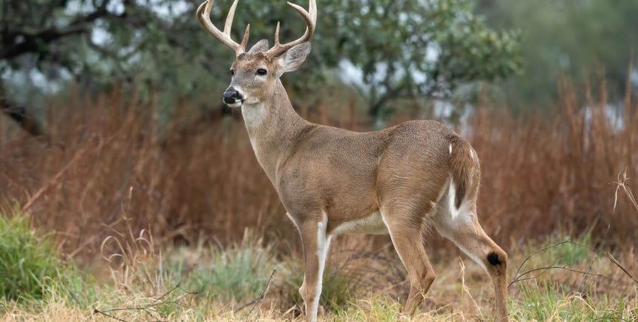 2025 Wisconsin gun deer hunt; 9-day season runs Nov. 22-30