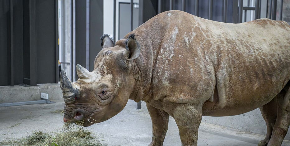 ＊ Rino ＊ Milwaukee County Zoo welcomes 2 Eastern black rhinos | FOX6 Milwaukee