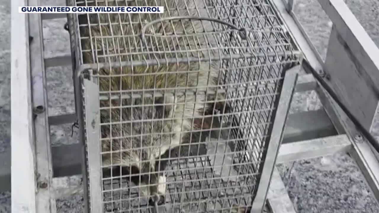 Raccoon falls through ceiling at Grand Geneva restaurant, bites guest