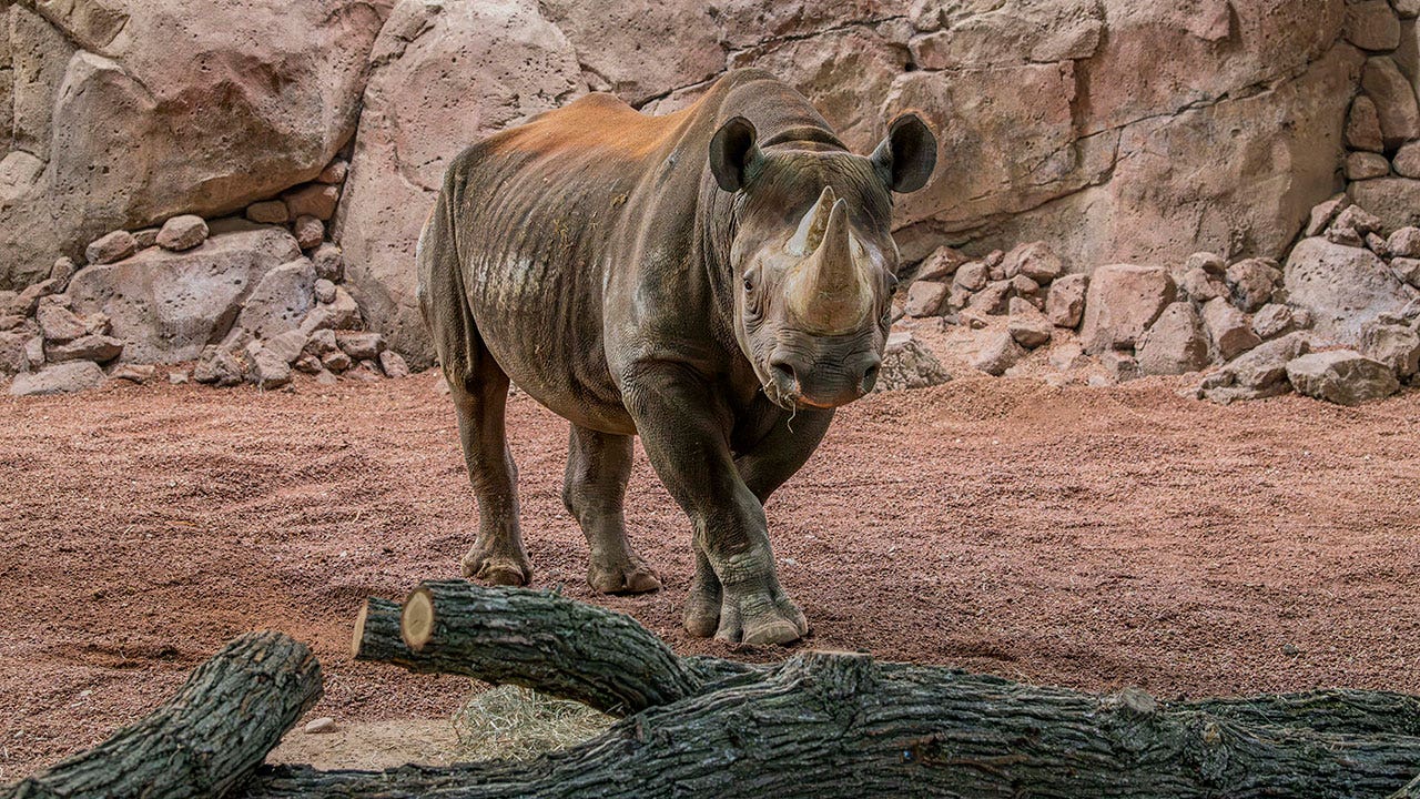 Milwaukee County Zoo Rhino Care Center opens to public on Dec. 9