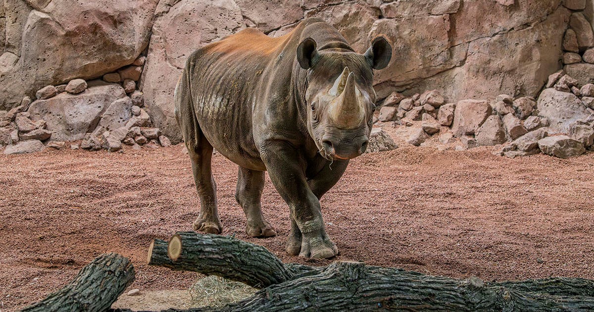 ★美品★How Cue★FH23-3ハオ★象革巻★ライノ12.9RHINO★ Milwaukee County Zoo Rhino Care Center opens to public on Dec. 9