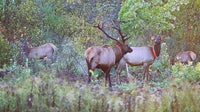 2025 elk hunting season in Wisconsin wraps up, 12 elk harvested