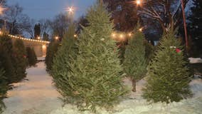Real, artificial Christmas trees; weather, tariffs impact on sales
