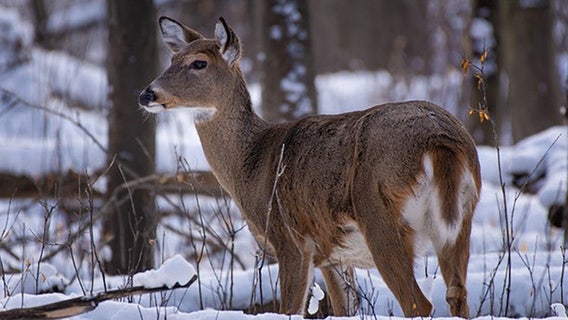 Wisconsin gun deer season over, other opportunities still available